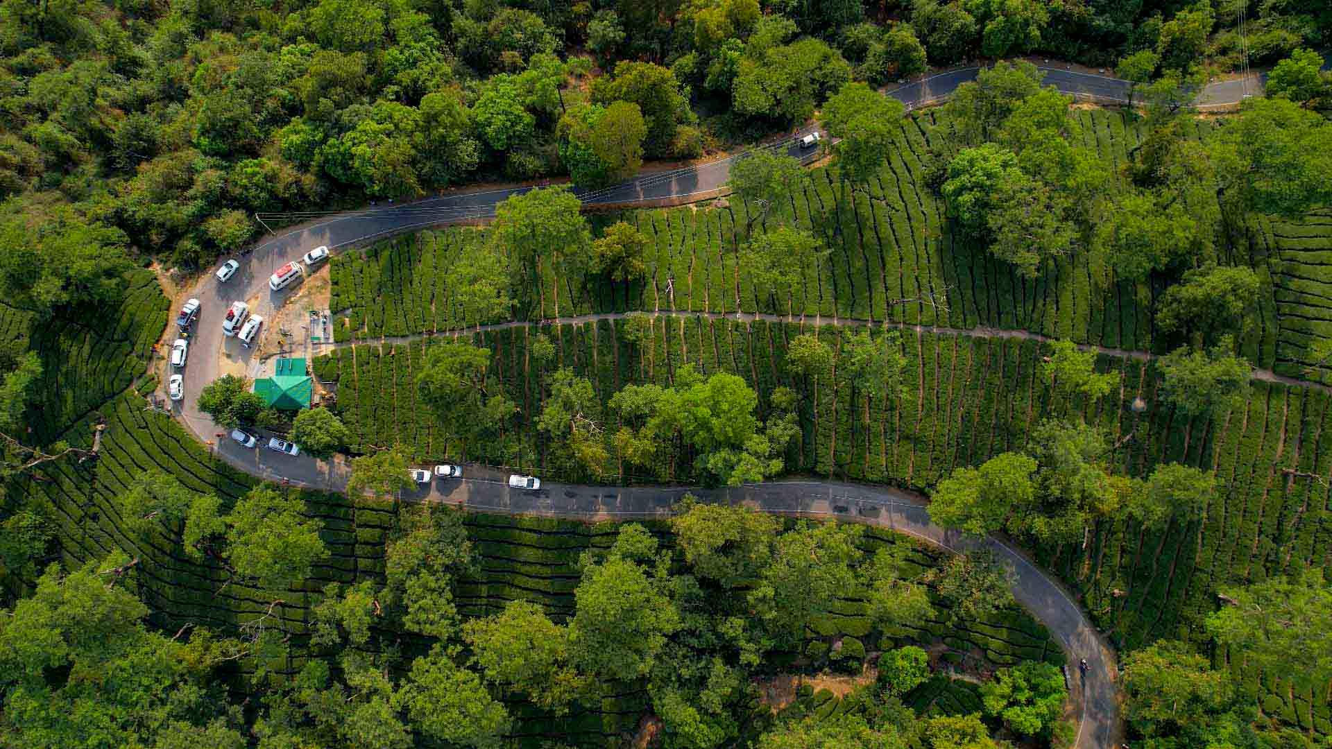 Tea Garden